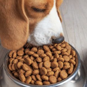 10 tips for better conservation of your pet’s feed