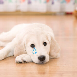 crying puppy: the right behaviors to adopt
