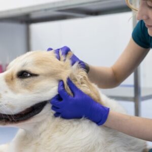 SIGNS YOUR DOGS NEED THEIR EARS CLEANED