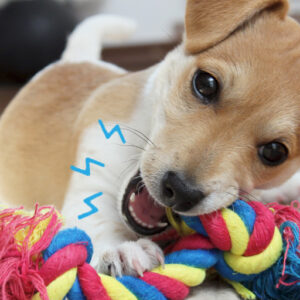 biting puppy: why and what to do?