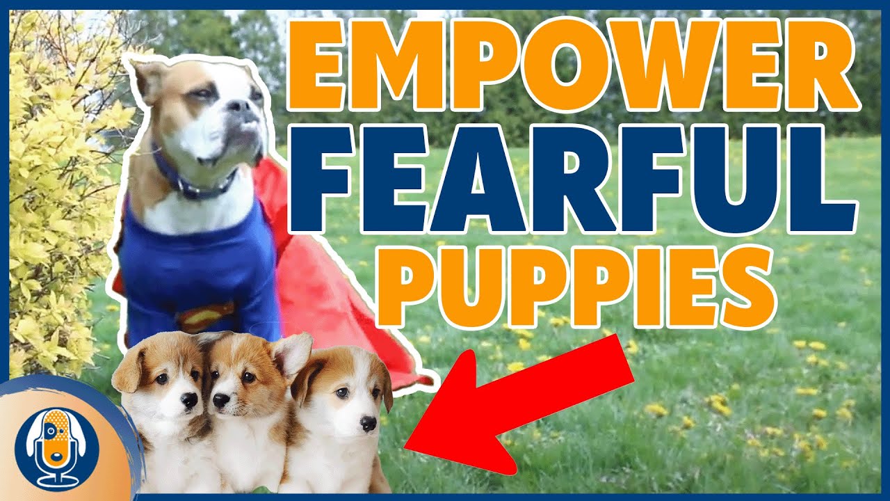 Puppy Fear Periods: Help For Socializing Puppies Or Rescue Dogs Scared Of People #199 #podcast