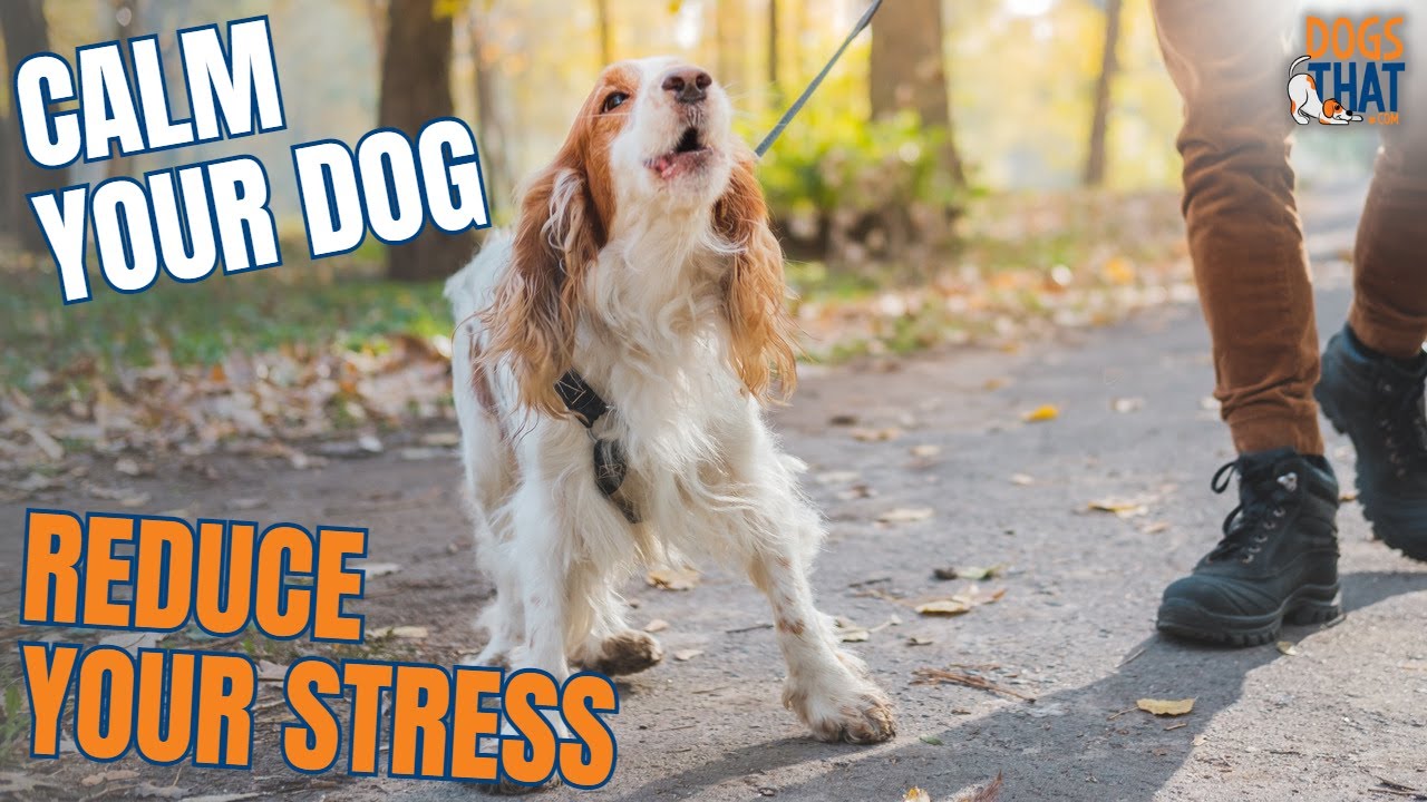 Calm Your Reactive Or Anxious Dog And Reduce Your Stress About Lunging, Barking, Growling