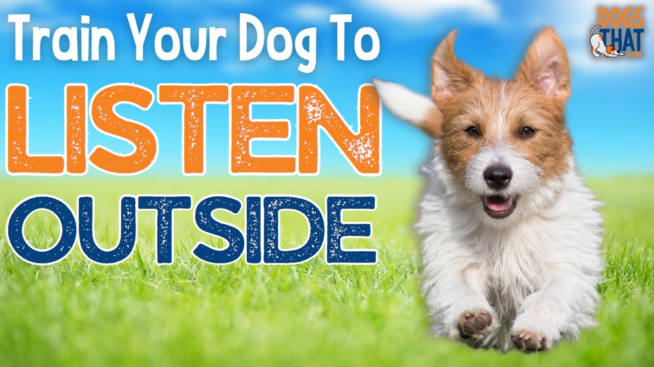 How To Get Your Dog To Listen Outside Off Leash (Step By Step Guide)