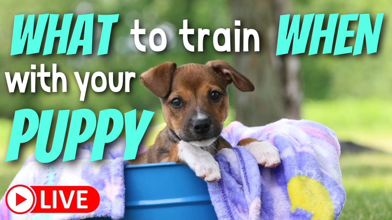 Puppy Training: What To Teach When and How to Make Sure "IT WILL ALL WORK OUT"