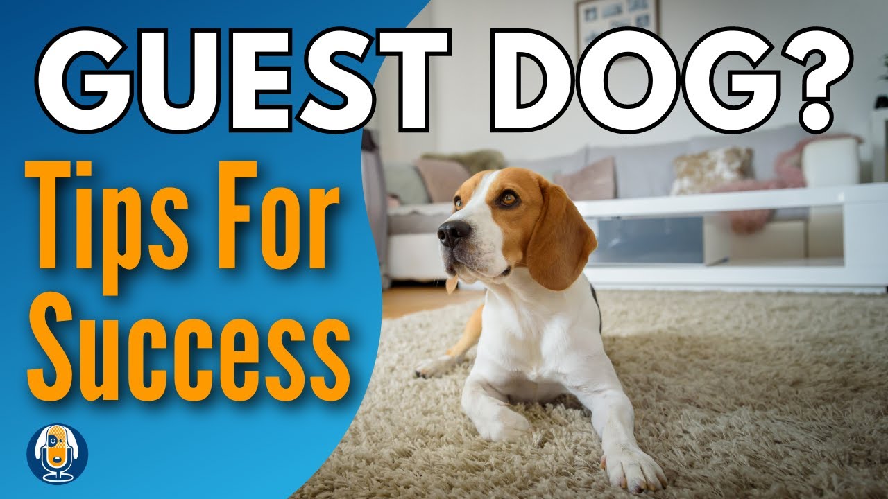 Dog Sitting For A Friend? Top 10 Tips For Fun, Safety And Success #216 #podcast