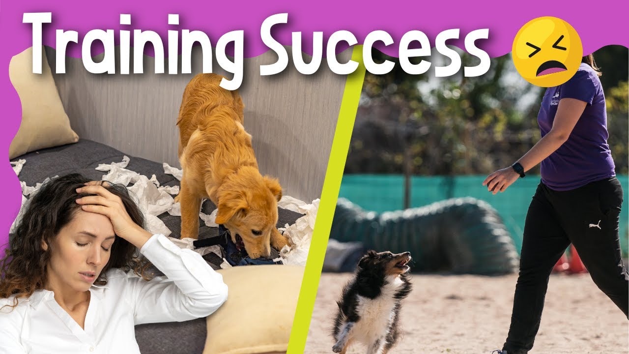 Successful Dog Training and Emotional Well Being + My Birthday Surprise!